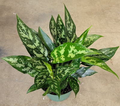 6" Aglaonema Maria (Emerald Beauty)